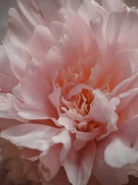 Frische helle blühende Torfblume, aus nächster Nähe — Stockfoto