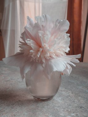 Pion, Pink gentle soft peony flower. Stylish flowers for March 8, Weeding
