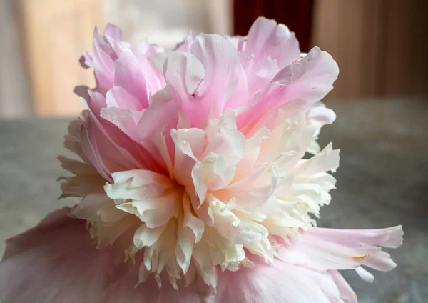 Peônia rosa fofo para cartão de saudação — Fotografia de Stock