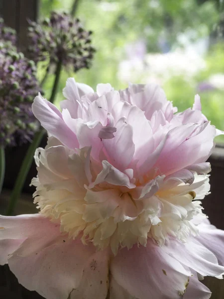 Bela flor de peônia de tinta em vaso — Fotografia de Stock