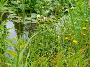 su ve su lilly's yansıtan havuz manzara