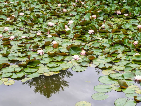 Fondo de nenúfar. Nenúfar con hojas verdes en el estanque. Enlace blossom.Summer fondo . — Foto de Stock