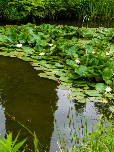 Lirios de agua, Lirio de agua, Loto en el estanque — Foto de Stock