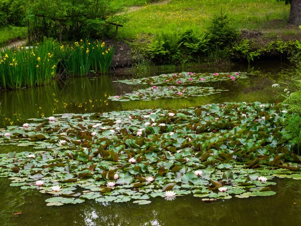 Lirios de agua, Lirio de agua, Loto en el estanque — Foto de Stock