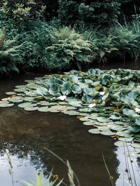 Lirios de agua, Lirio de agua, Loto en el estanque — Foto de Stock