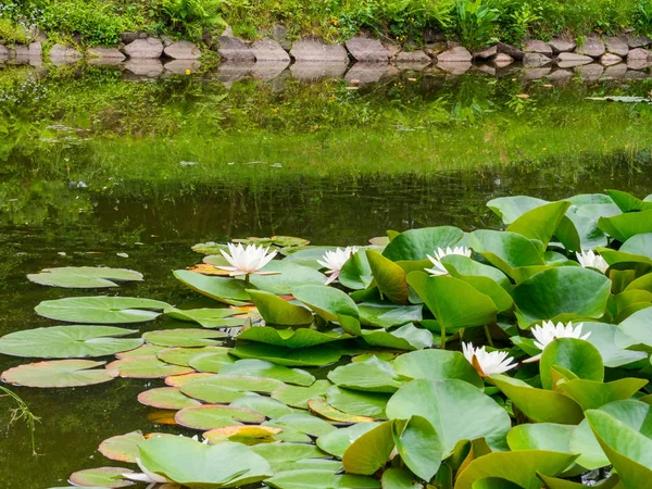 Belleza flor lila agua con hojas verdes en el viejo estanque. Enlace blossom.Summer fondo . — Foto de Stock