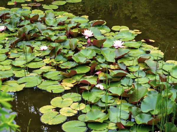 美丽的粉红色白色水莲或莲花在池塘，可用于文本或作为背景. — 免费的图库照片