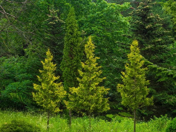 Un bosque verde de coníferas, abeto, mezcla de árboles — Foto de Stock