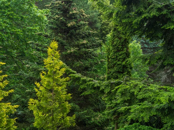 O pădure verde de conifere, molid, copaci — Fotografie de stoc gratuită