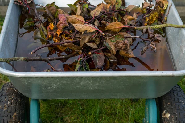 Gerobak ini penuh dengan daun jeruk musim gugur — Stok Foto