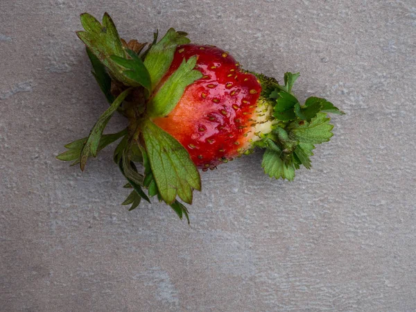 GENETICALLY MODIFIED FOODS GMO One red strawberry