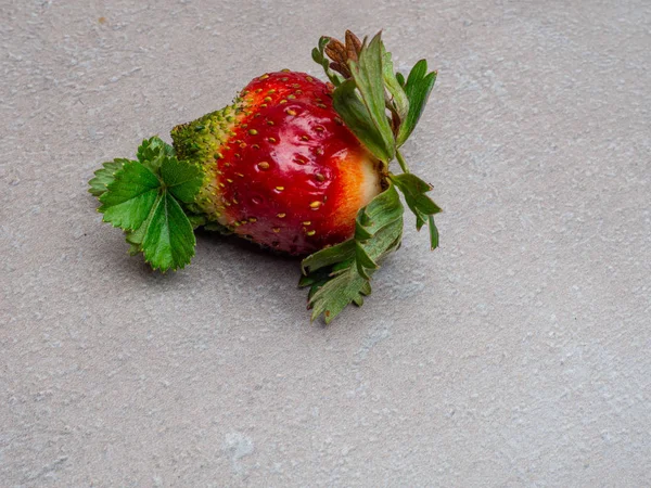 GENETICALLY MODIFIED FOODS GMO One red strawberry