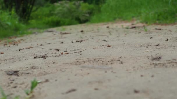 Ομάδα Μυρμηγκιών Που Περπατούν Στο Πράσινο Δάσος Επιλεκτική Εστίαση — Αρχείο Βίντεο