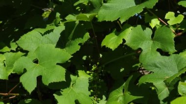 Üzüm Vineyard, mezarlık: beyaz şarap yapmak Için Vine üzerinde Olgun üzüm. Şarap üzüm Harvest Italya. İtalyan kırsal güzel üzüm bağları.