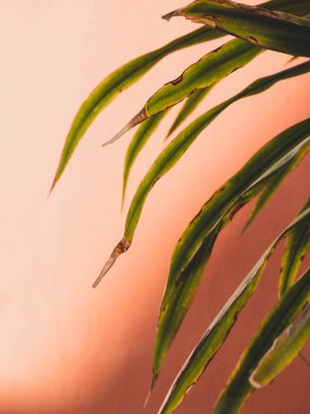 Fan Palm Leaf Coral renkli moda arka plan üzerinde. Minimalizm.. Yaratıcı yaz konsepti. Coral üzerinde yakın çekim tropikal şık bitki.