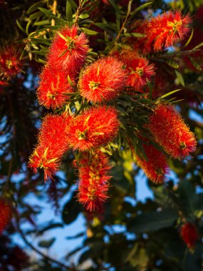 Yoğun mavi gökyüzü karşı kırmızı bottlebrush çiçekler ve çiçek tomurcukları ile callistemon tesisi