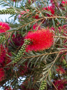 Yoğun mavi gökyüzü karşı kırmızı bottlebrush çiçekler ve çiçek tomurcukları ile callistemon tesisi