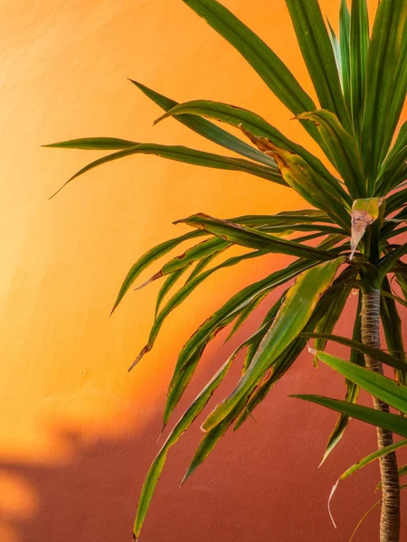 Fan Palm blad op koraal gekleurde mode achtergrond. Minimalisme.. Creatief zomer concept. Close-up tropische modieuze plant op koraal. — Stockfoto