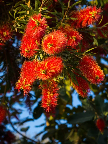 강렬한 푸른 하늘에 대한 빨간 병 브러시 꽃과 꽃 봉오리와 칼리스 템의 식물 — 스톡 사진