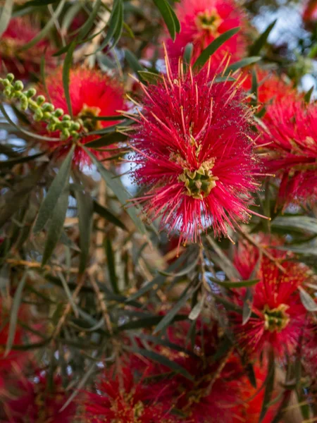 강렬한 푸른 하늘에 대한 빨간 병 브러시 꽃과 꽃 봉오리와 칼리스 템의 식물 — 스톡 사진
