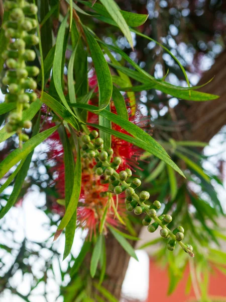 Płacząca butelka szczotka kwiat na błękitne niebo, Callistemon viminalis — Zdjęcie stockowe