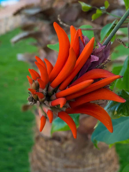 Kwiat Erythriny spinosa Erythrina corallodendrum . — Zdjęcie stockowe