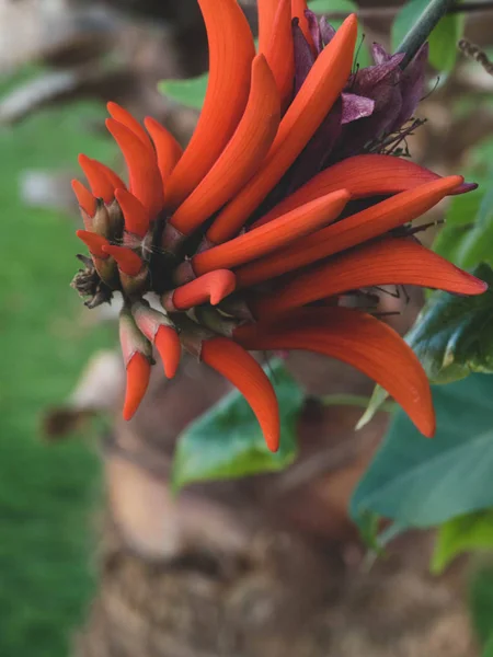 Blüte der Erythrina spinosa erythrina corallodendrum, exotische Blüten — Stockfoto