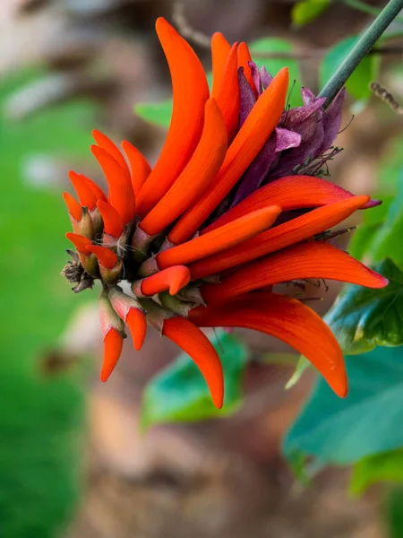 Kwiat Erythriny spinosa Erythrina corallodendrum, egzotyczne kwiaty — Zdjęcie stockowe