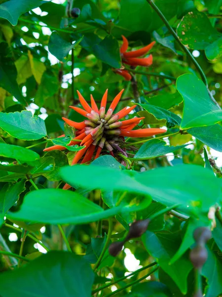 Blüte der Erythrina spinosa erythrina corallodendrum, exotische Blüten — Stockfoto