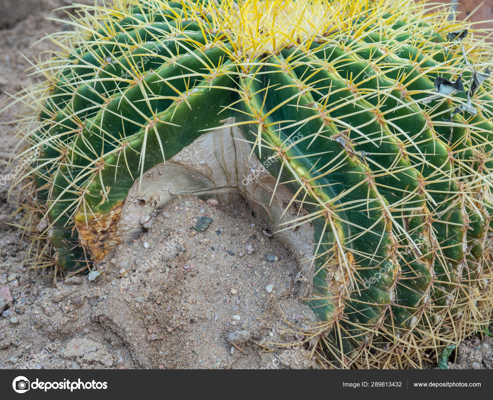 Golden Green Ball Cactus Echinocactus Grusonii Design Stock Photo Image By C Dian4ikn Gmail Com
