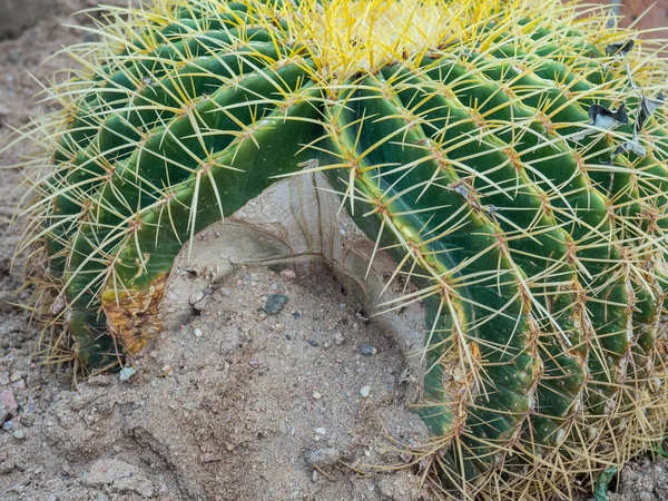 Altın yeşil top kaktüs Echinocactus Grusonii, Tasarım — Stok fotoğraf