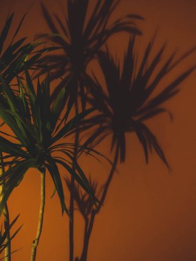 Fan Palm Leaf Coral renkli moda arka plan üzerinde. Minimalizm.. Yaratıcı yaz konsepti. Coral üzerinde yakın çekim tropikal şık bitki.