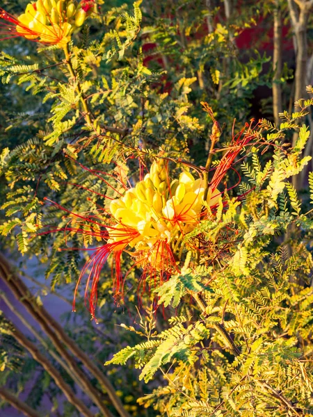 Caesalpinia gilliesii, ortak ad - cennet kuşu sarı çiçek — Stok fotoğraf