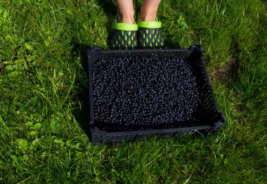 yaz yeşil çim güzel yaban mersini kutusu