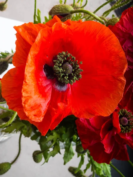 红色罂粟花的花束背景。野花. — 图库照片