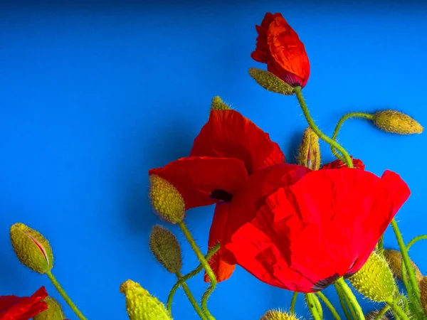 Amazing primavera vermelho papoula no fundo azul — Fotografia de Stock