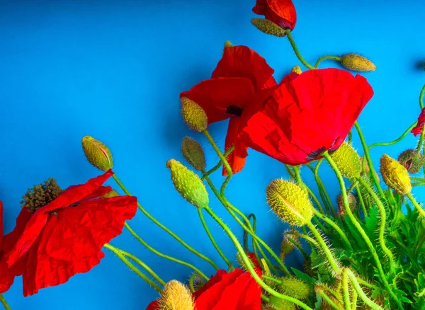 Amazing primavera vermelho papoula no fundo azul — Fotografia de Stock