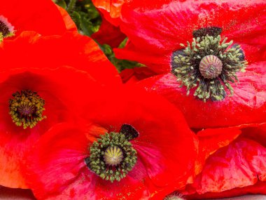 Canlı kırmızı bir gelincik çiçeğine yakın çekim