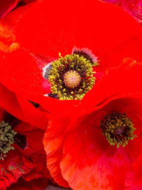 Canlı kırmızı bir gelincik çiçeğine yakın çekim