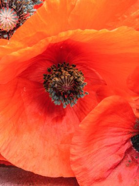 Kırmızı Afyon haşhaş, Papaver somniferum, detay, ayrılmış