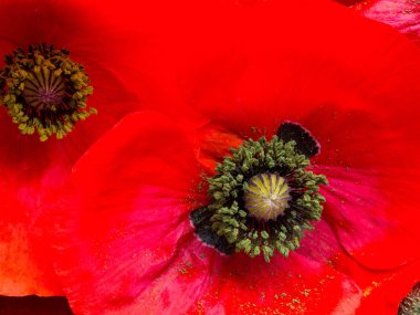 Kırmızı Afyon haşhaş, Papaver somniferum, detay, ayrılmış