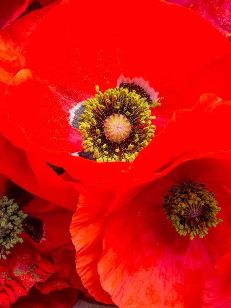 Canlı kırmızı bir gelincik çiçeğine yakın çekim