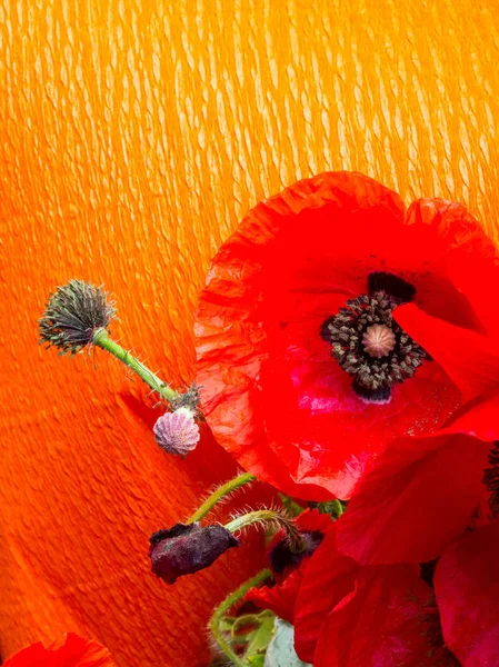 Papoila de ópio vermelho, somniferum Papaver, detalhe, separado — Fotografia de Stock