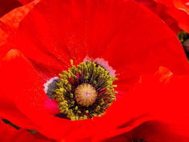 Kırmızı Afyon haşhaş, Papaver somniferum, detay, seçici odak