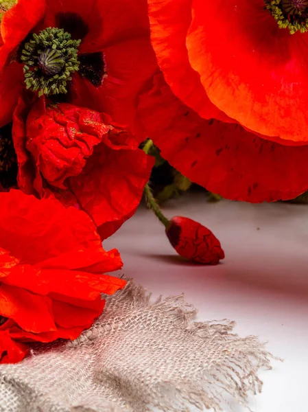Red Opium poppy, Papaver somniferum, detail, fokus selektif — Stok Foto
