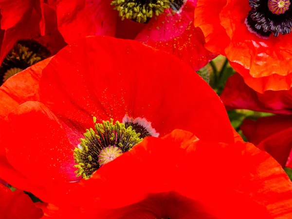 Rode opium poppy, Papaver somniferum, detail, selectieve focus — Stockfoto