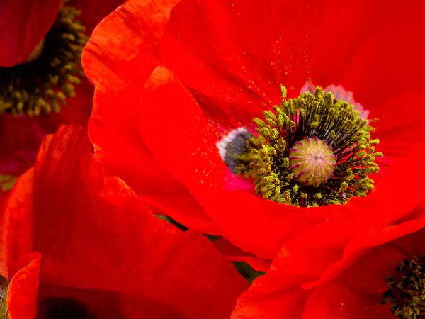 Papoila ópio vermelho, somniferum Papaver, detalhe, foco seletivo — Fotografia de Stock