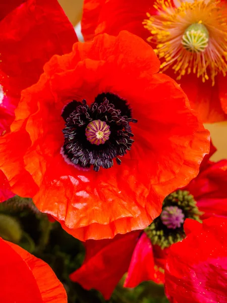 Papoila ópio vermelho, somniferum Papaver, detalhe, foco seletivo — Fotografia de Stock