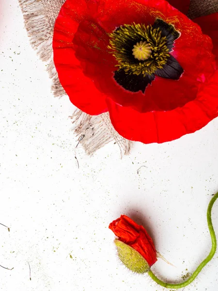 흰색 배경에 고립 된 밝은 빨간 양귀비 꽃, 복사 공간 — 스톡 사진