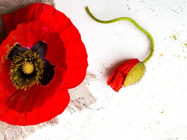 Flor de amapola roja brillante aislada sobre un fondo blanco, espacio de copia — Foto de Stock